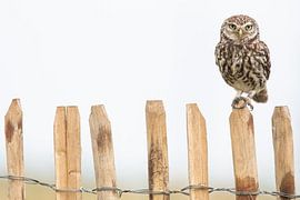 Kauz am Zaun von Kris Hermans