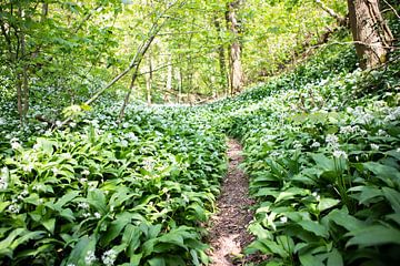 Daslook bos Zuid Limburg