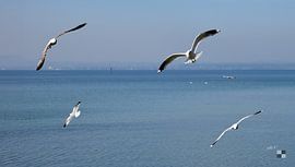 Möwen über dem Bodensee