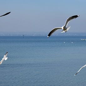 Des mouettes au-dessus du lac de Constance sur aRi F. Huber