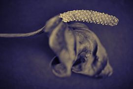 Anthurium séché en duotone sur Karel Ham