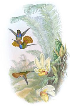 Elicia's Golden Tail, John Gould van Hummingbirds