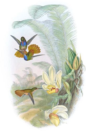 Elicias goldener Schwanz, John Gould