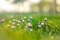 Lente