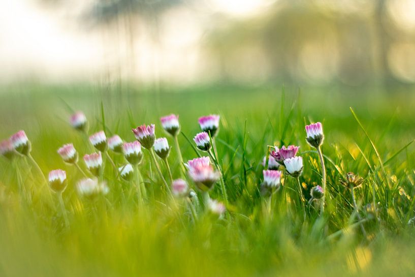 Lente by Victoria Barberien