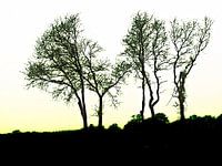 Silhouette