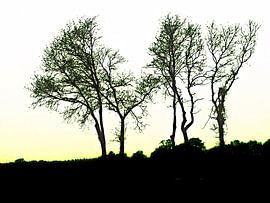 Silhouette sur Harrie van der Meer