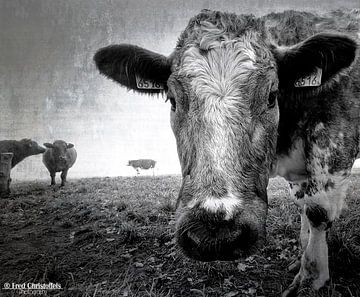 Foggy Cow by Fred Christoffels
