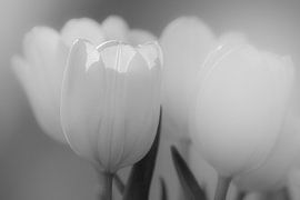 tulip by Mario Creanza