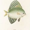 Velifer, Philipp Franz Balthasar von Siebold sur Fish and Wildlife