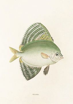 Velifer, Philipp Franz Balthasar von Siebold by Fish and Wildlife