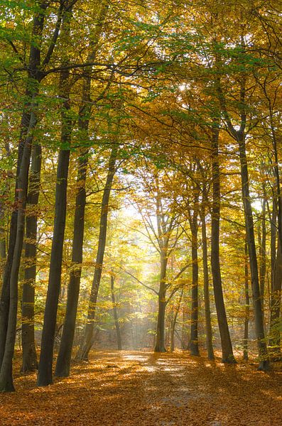 Zon tussen de bomen van Ans Bastiaanssen