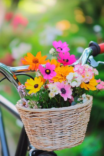 Enjoying flowers in the bike basket