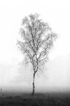 Lone birch in the mist | tree | minimalist | Black and white by Laura Dijkslag