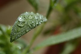 Salie na een regenbui van Heiko Kueverling