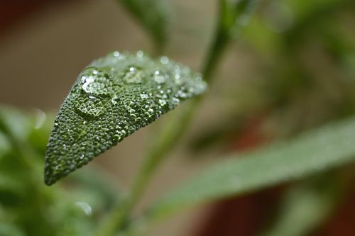 Salie na een regenbui