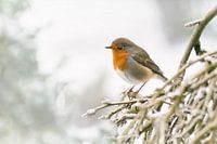 Roodborst in de winter