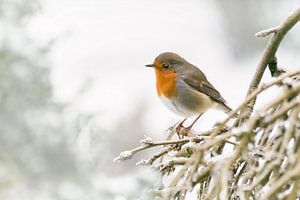 Robins en hiver