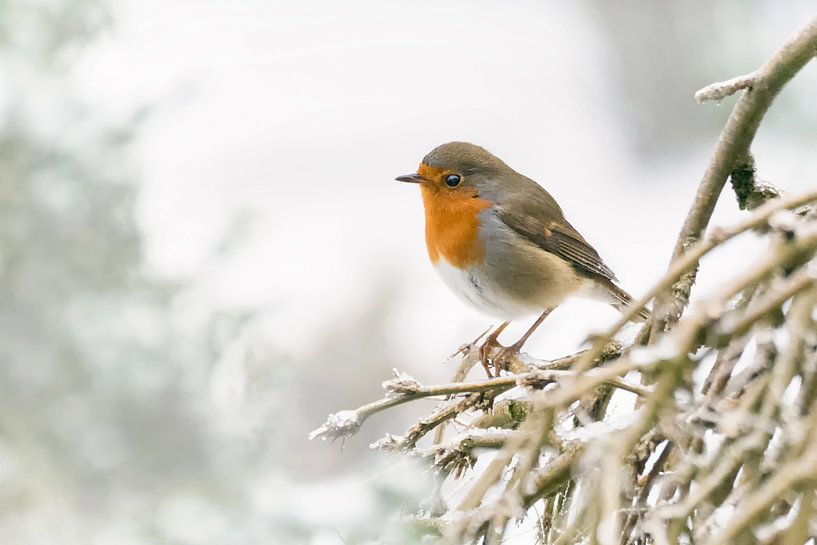 Roodborst in de winter van Christa Thieme-Krus