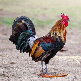 Hahn von Dirk Rüter