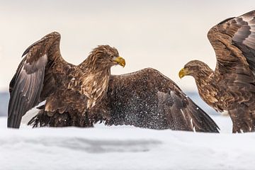 Twee White tailed sea eagles vechten om een vis van Paul de Roos