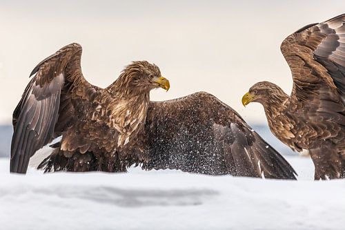 Two White tailed sea eagles fighting over a fish