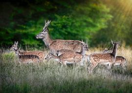 Red dear and fallow dear in a large family. by Karl Andrén