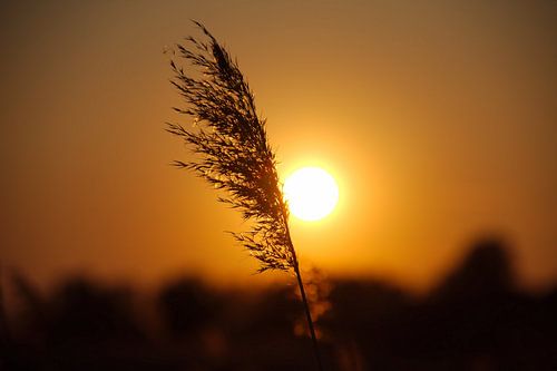 Wuivend riet in het avondlicht (deel I)