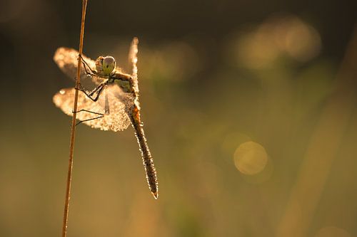 Libel in gouden licht