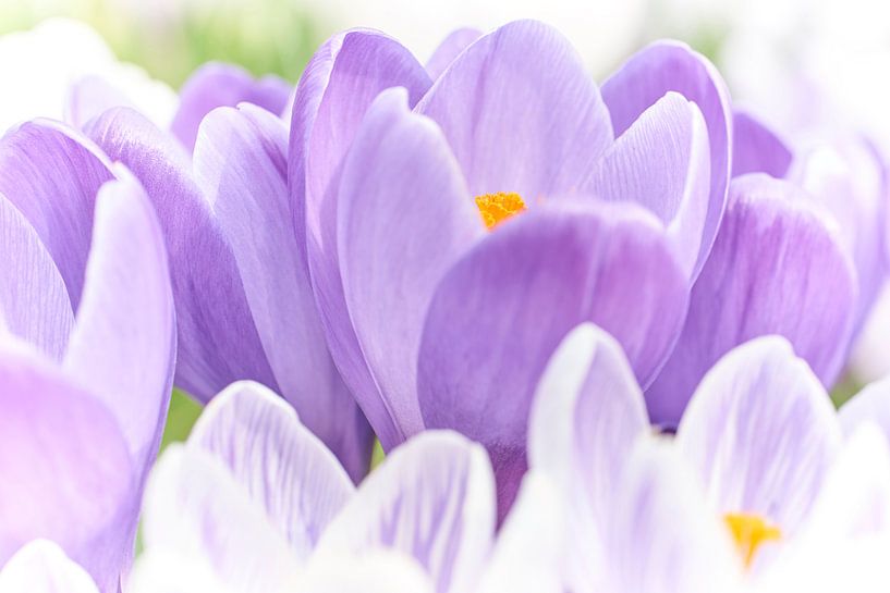 A group of purple crocuses by Cor de Hamer