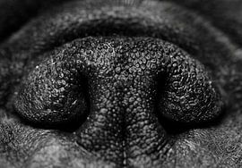 Nase Hund in schwarz und weiß von Lisa Groothuis
