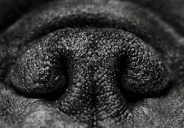 Neus van hond in zwart-wit van Lisa Groothuis