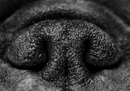 Neus van hond in zwart-wit