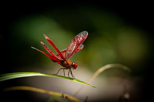 Red dragonfly