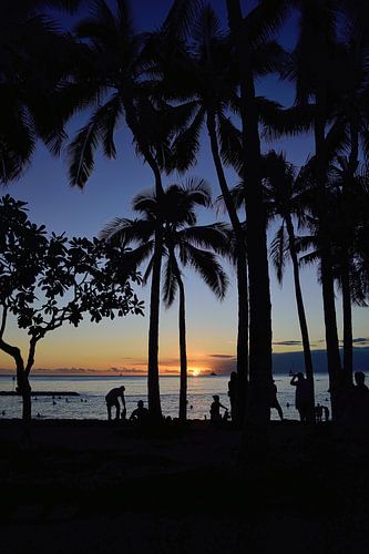 Palmboom silhouetten