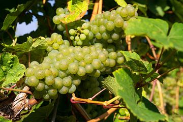 Wijnstok, Vitis vinifera van Alexander Ludwig