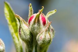 Appelbloesem van Bas Groenendijk