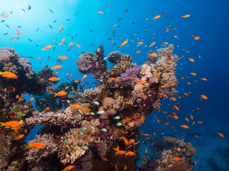 Dive photo Egypt by Stefan Wapstra