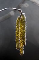 Katzen mit Raureif im Winter