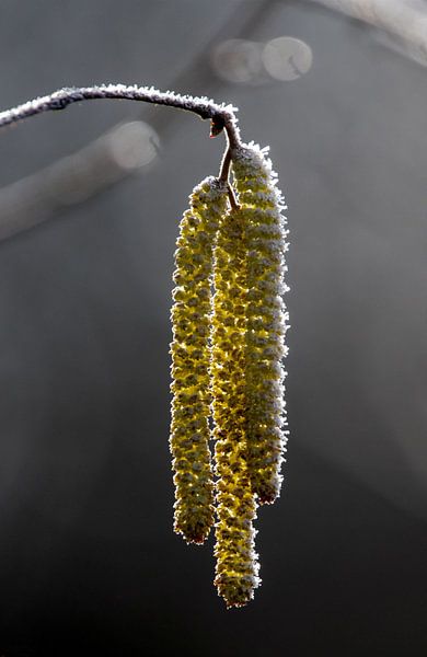 Chats avec du givre en hiver par EFFEKTPHOTOGRAPHY.nl