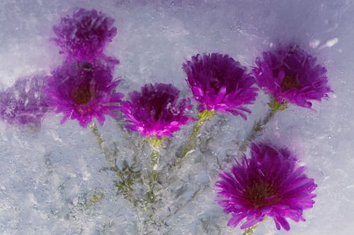 Herbst Aster in Eis 2
