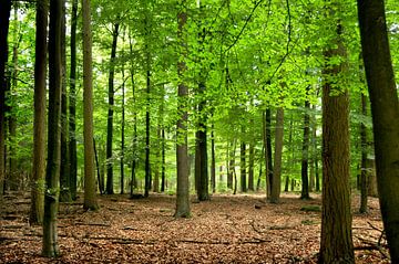 Deciduous forest with beech trees on the Hoge Veluwe by Corinne Welp