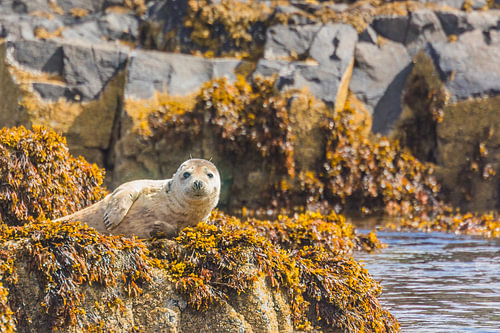 Zeehond liggend op een rots