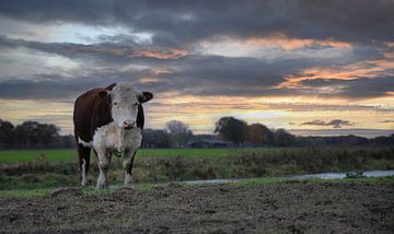 Majestueuze Hereford stier tijdens zonsondergang. van Wildlife Designs