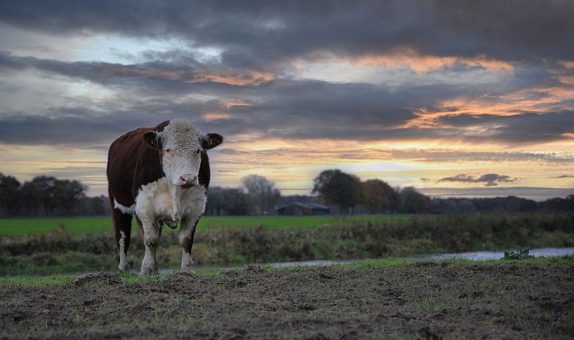 Majestic Hereford bull during sunset. by Wildlife Designs