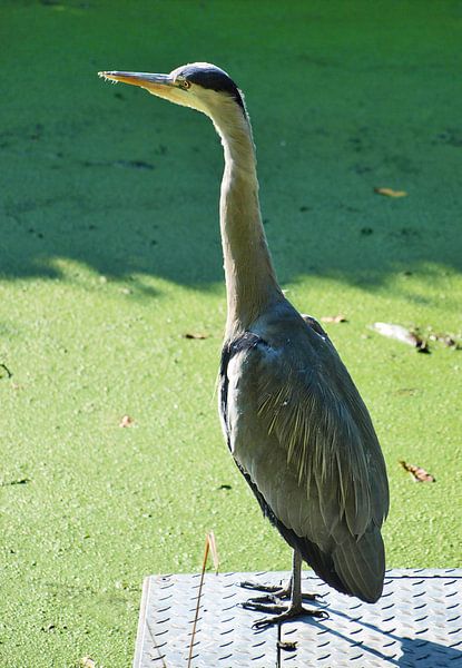 Reiger bij sloot von Rinke Velds