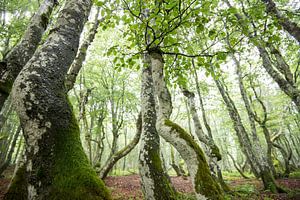 Winding beeches by Jarno van Bussel