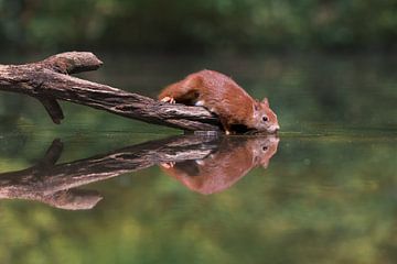 Squirrel drinking water from the stream by Jolanda Aalbers
