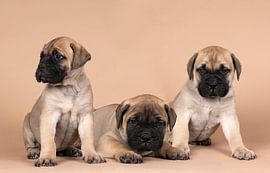 Trois chiots de race bull mastiff sur un fond beige sur Leoniek van der Vliet