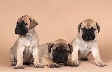 Drie bull mastiff hond pups op een beige achtergrond van Leoniek van der Vliet